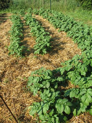 jardin pommes de terre.JPG